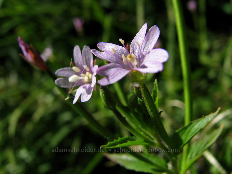 glaucous willow-herb (Epilobium glaberrimum) [Zigzag Canyon, Mt. Hood Wilderness, Clackamas County, Oregon]