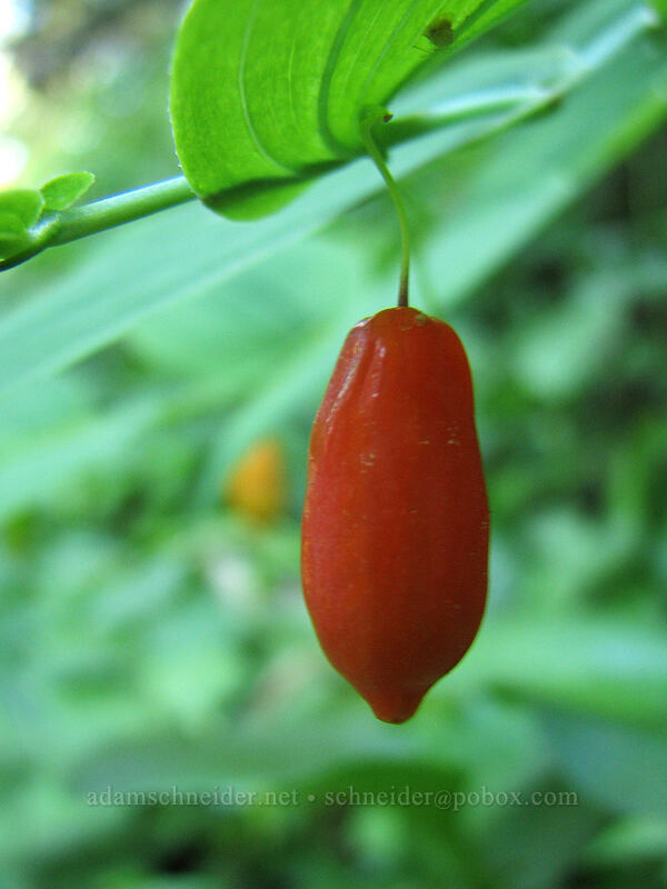 twisted-stalk fruit (Streptopus amplexifolius) [Pacific Crest Trail, Mt. Hood Wilderness, Clackamas County, Oregon]