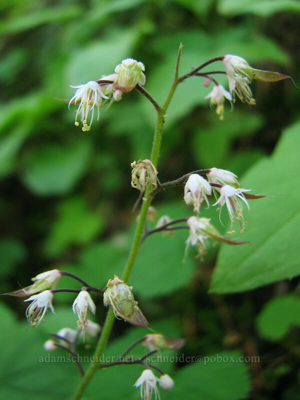 foamflower (Tiarella trifoliata) [Pacific Crest Trail, Mt. Hood Wilderness, Clackamas County, Oregon]
