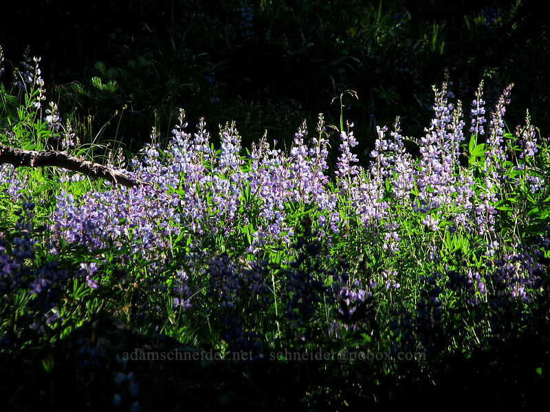 lupines (Lupinus latifolius) [Pacific Crest Trail, Mt. Hood Wilderness, Clackamas County, Oregon]