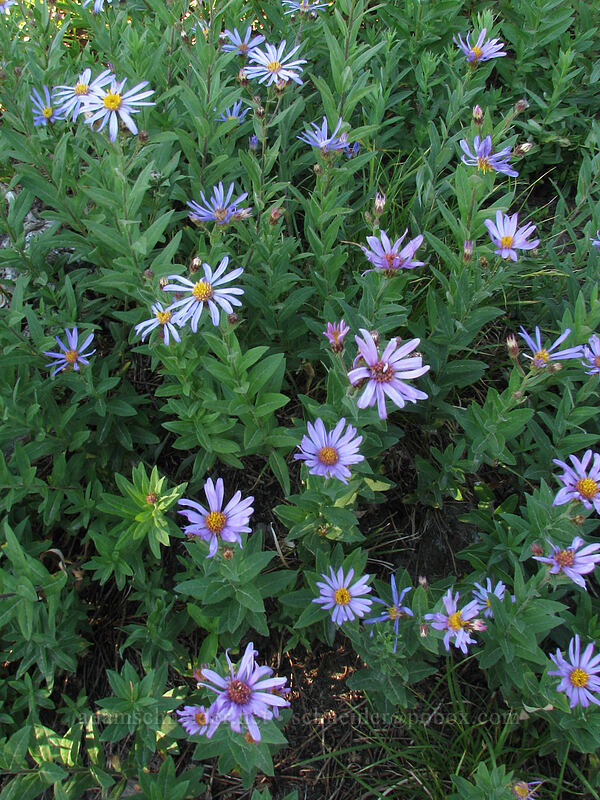 Cascade asters (Doellingeria ledophylla (Eucephalus ledophyllus) (Aster ledophyllus)) [Pacific Crest Trail, Mt. Hood Wilderness, Clackamas County, Oregon]