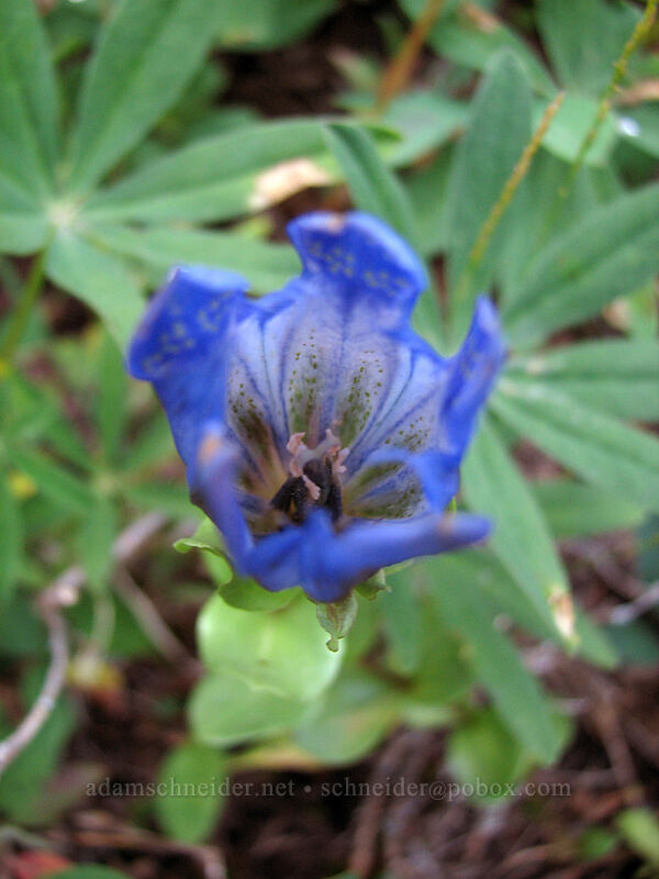 explorer's gentian (Gentiana calycosa) [Killen Creek Trail, Mt. Adams Wilderness, Skamania County, Washington]