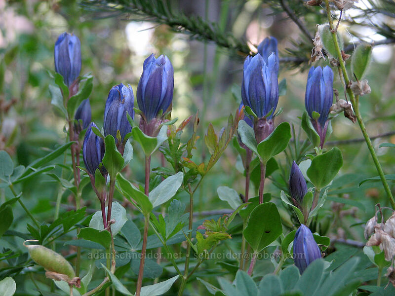 explorer's gentian (Gentiana calycosa) [Killen Creek Trail, Mt. Adams Wilderness, Skamania County, Washington]