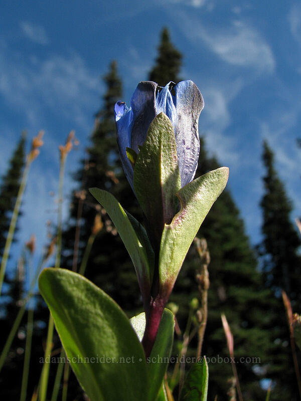 explorer's gentian (Gentiana calycosa) [Killen Creek Trail, Mt. Adams Wilderness, Skamania County, Washington]