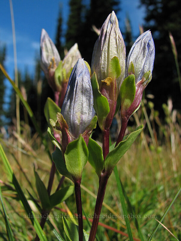 explorer's gentian (Gentiana calycosa) [Killen Creek Trail, Mt. Adams Wilderness, Skamania County, Washington]