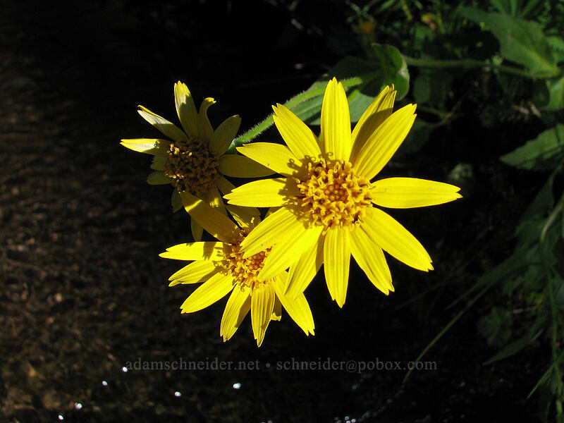 arnica (Arnica sp.) [Killen Creek Trail, Mt. Adams Wilderness, Skamania County, Washington]