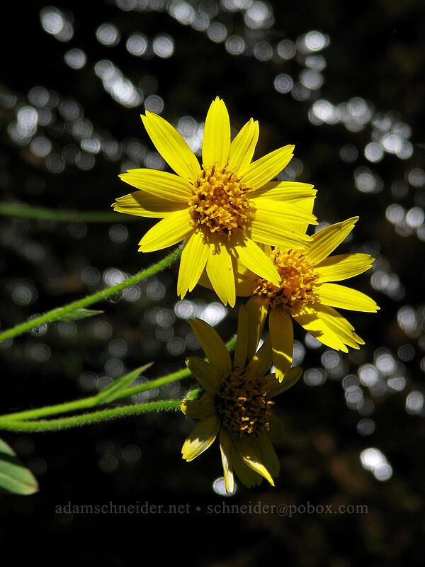 arnica (Arnica sp.) [Killen Creek Trail, Mt. Adams Wilderness, Skamania County, Washington]
