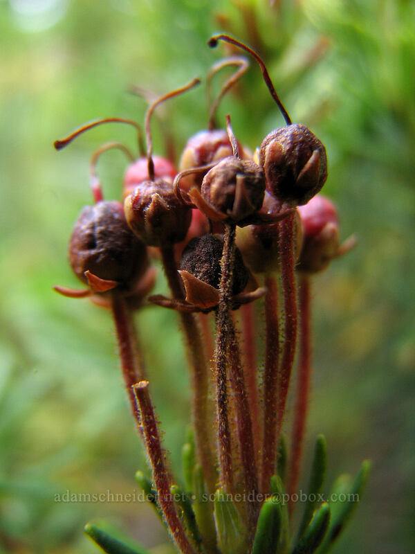 pink mountain heather seeds (Phyllodoce empetriformis) [Killen Creek Trail, Mt. Adams Wilderness, Skamania County, Washington]