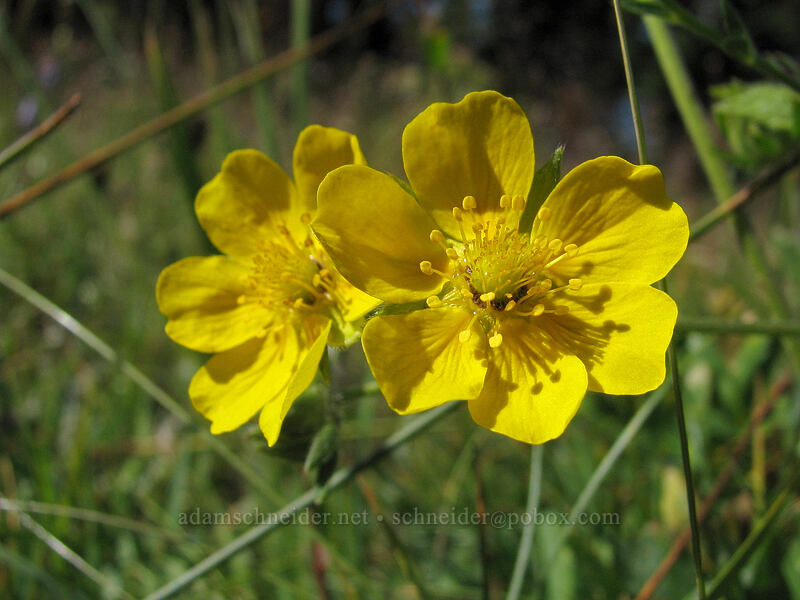 Drummond's cinquefoil  (Potentilla drummondii ) [Killen Creek Trail, Mt. Adams Wilderness, Skamania County, Washington]