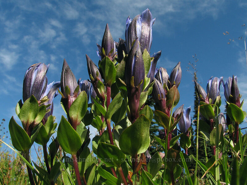explorer's gentian (Gentiana calycosa) [Killen Creek Trail, Mt. Adams Wilderness, Skamania County, Washington]