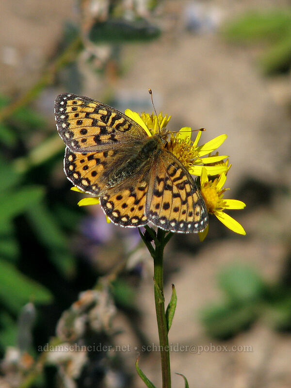fritillary butterfly on arrowleaf groundsel (Speyeria sp., Senecio triangularis) [Killen Creek Trail, Mt. Adams Wilderness, Skamania County, Washington]