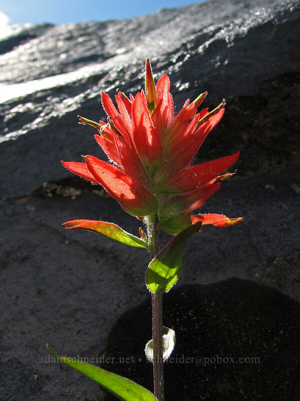 paintbrush (Castilleja miniata) [High Camp Trail, Mt. Adams Wilderness, Skamania County, Washington]
