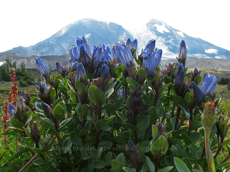 explorer's gentian & Mount Adams (Gentiana calycosa) [High Camp Trail, Mt. Adams Wilderness, Skamania County, Washington]