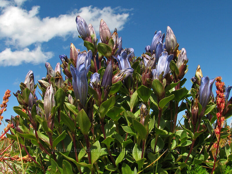 explorer's gentian (Gentiana calycosa) [High Camp Trail, Mt. Adams Wilderness, Skamania County, Washington]