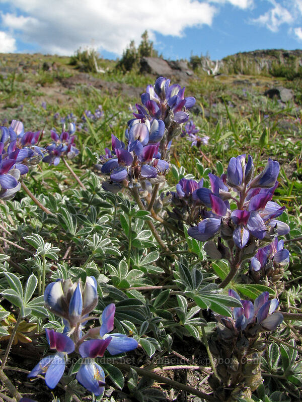 dwarf lupine (Lupinus lepidus var. lobbii) [High Camp Trail, Mt. Adams Wilderness, Yakima County, Washington]