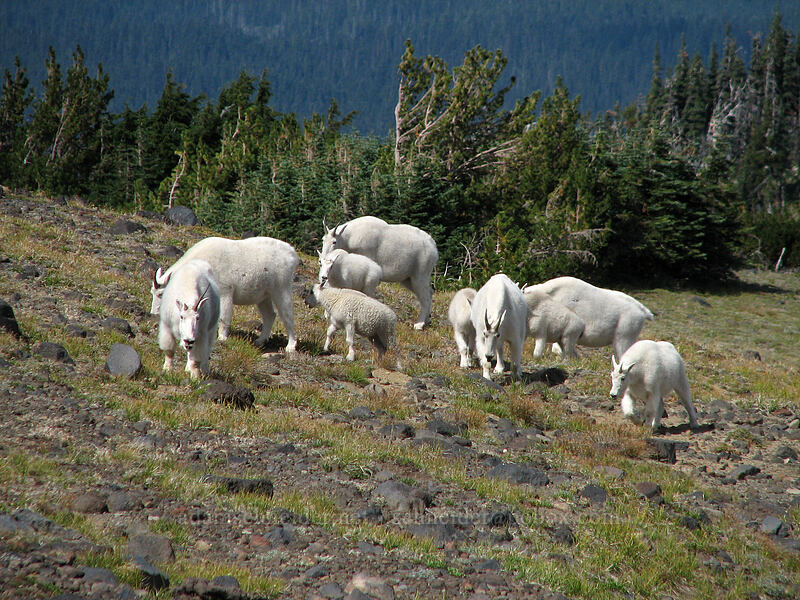 mountain goats (Oreamnos americanus) [Adams Glacier Meadows, Mt. Adams Wilderness, Yakima County, Washington]