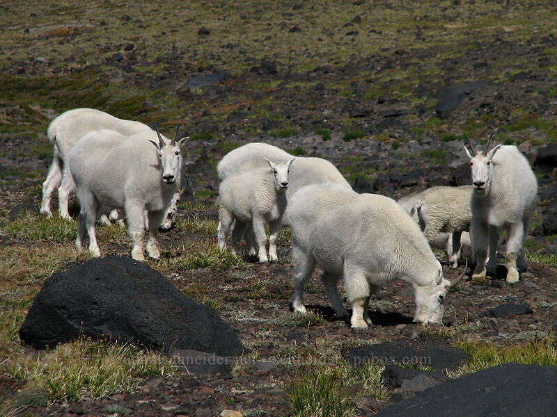 mountain goats (Oreamnos americanus) [Adams Glacier Meadows, Mt. Adams Wilderness, Yakima County, Washington]
