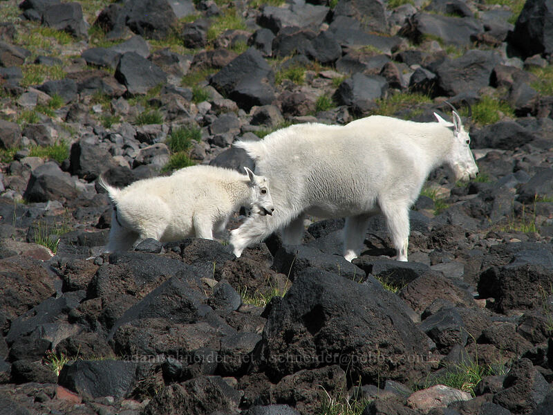 mountain goats (Oreamnos americanus) [Adams Glacier Meadows, Mt. Adams Wilderness, Yakima County, Washington]