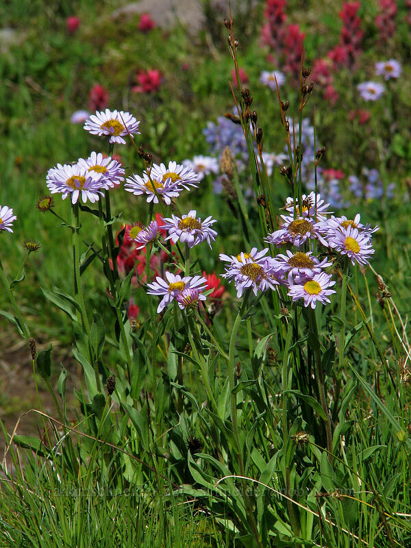 subalpine fleabane (Erigeron glacialis var. glacialis) [west of High Camp, Mt. Adams Wilderness, Skamania County, Washington]