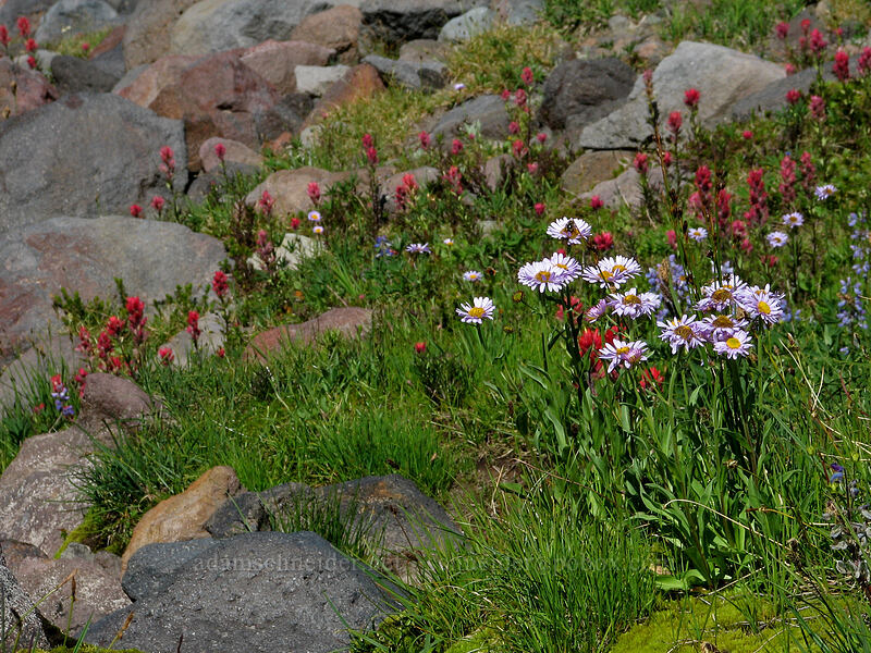 fleabane, paintbrush, & lupines (Erigeron glacialis var. glacialis, Castilleja parviflora var. oreopola, Lupinus latifolius) [west of High Camp, Mt. Adams Wilderness, Skamania County, Washington]