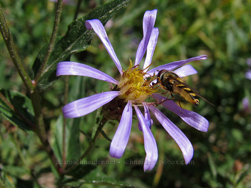 flower fly on an aster (Doellingeria ledophylla (Eucephalus ledophyllus) (Aster ledophyllus)) [Killen Creek Trail, Mt. Adams Wilderness, Skamania County, Washington]