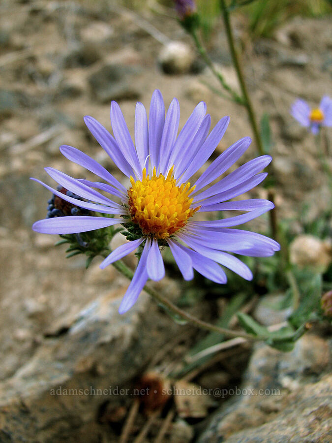 aster [above Deadfall Meadows, Shasta-Trinity National Forest, Trinity County, California]