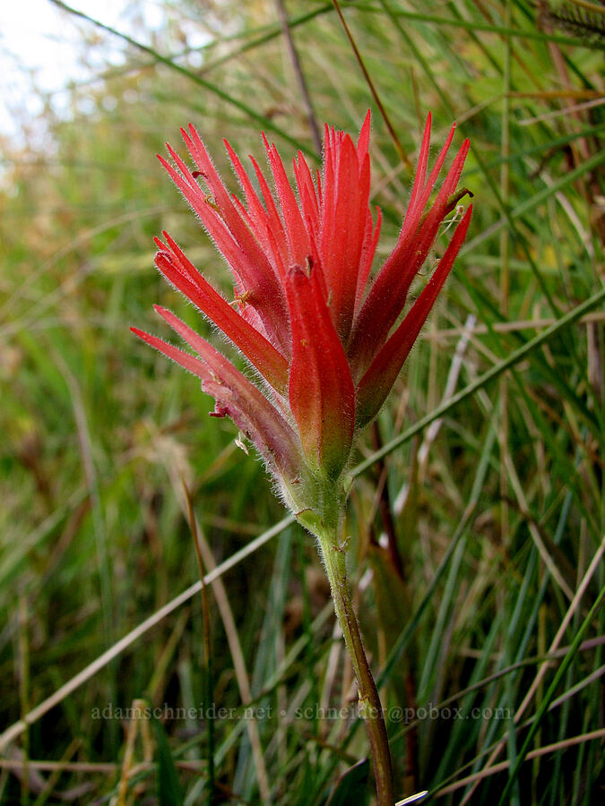 paintbrush (Castilleja sp.) [Pacific Crest Trail, Shasta-Trinity National Forest, Trinity County, California]