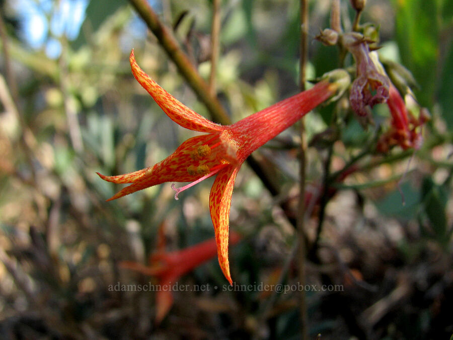 scarlet gilia (Ipomopsis aggregata) [Pacific Crest Trail, Shasta-Trinity National Forest, Trinity County, California]