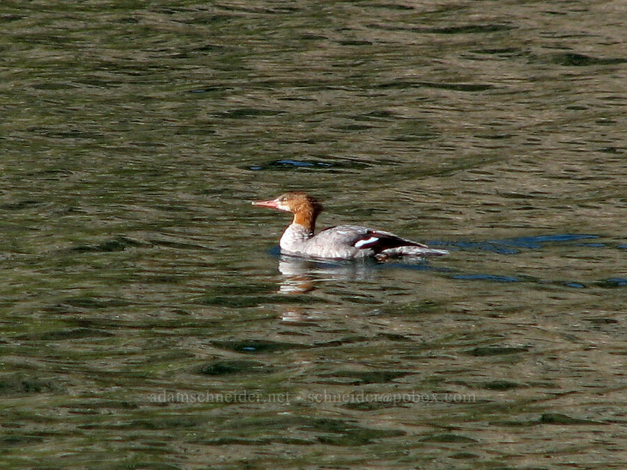 common merganser (female) (Mergus merganser) [Deadfall Lakes, Shasta-Trinity National Forest, Trinity County, California]