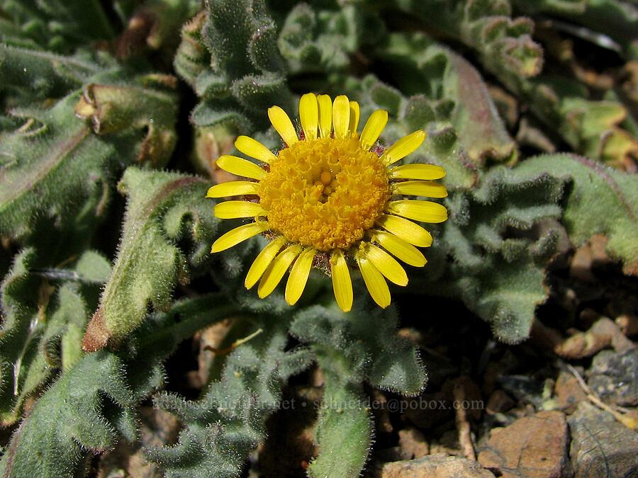 dwarf hulsea (Hulsea nana) [Mt. Eddy Trail, Shasta-Trinity National Forest, Siskiyou County, California]