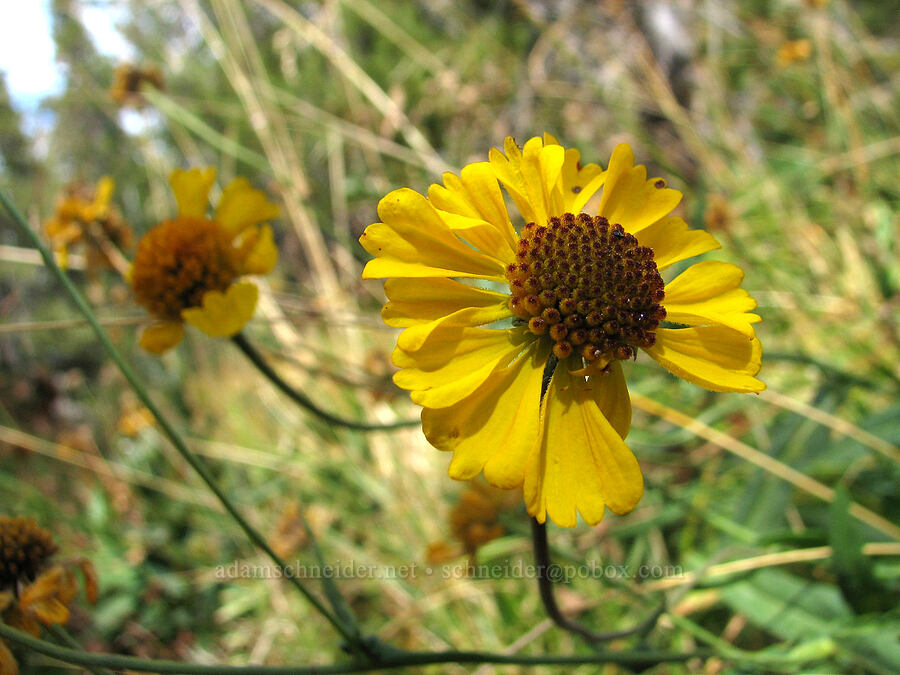 Bigelow's sneezeweed (Helenium bigelovii) [Deadfall Creek, Shasta-Trinity National Forest, Trinity County, California]