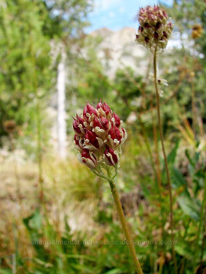 western false asphodel seeds (Triantha occidentalis ssp. occidentalis (Tofieldia glutinosa var. occidentalis)) [Deadfall Creek, Shasta-Trinity National Forest, Trinity County, California]
