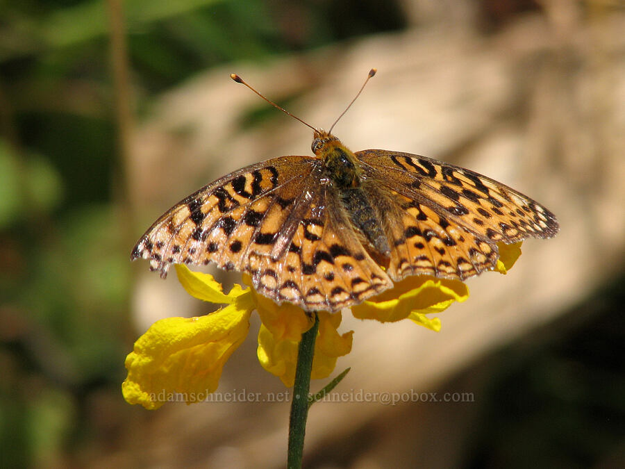 great spangled fritillary butterfly on sneezeweed (Speyeria cybele, Helenium bigelovii) [Deadfall Meadows, Shasta-Trinity National Forest, Trinity County, California]