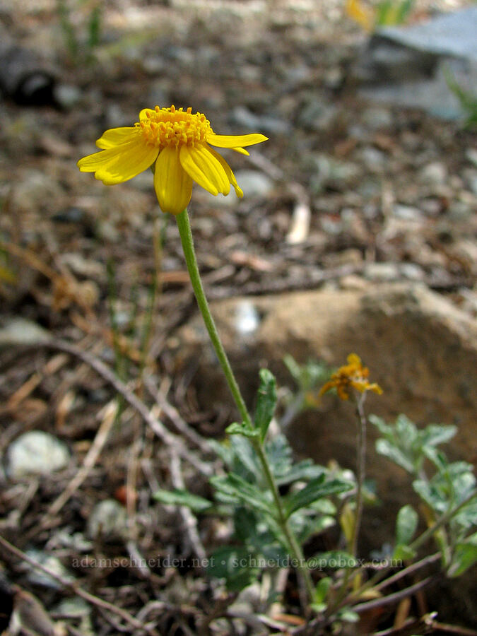 woolly sunflower (Eriophyllum lanatum) [Deadfall Meadows, Shasta-Trinity National Forest, Trinity County, California]