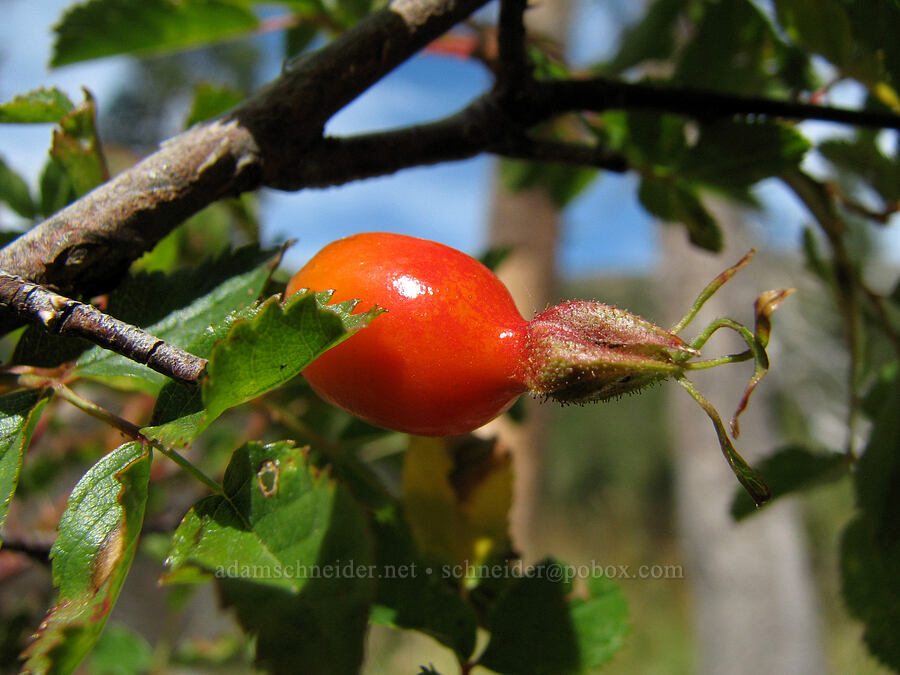 cluster rose hip (Rosa pisocarpa) [Deadfall Meadows, Shasta-Trinity National Forest, Trinity County, California]