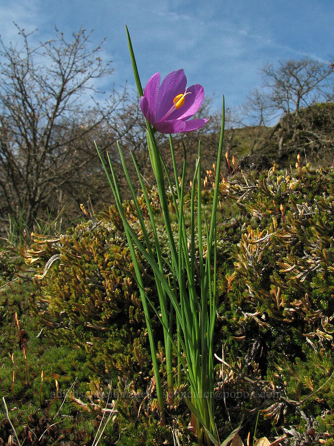 grass widows (Olsynium douglasii) [Old Highway 8, Gifford Pinchot National Forest, Klickitat County, Washington]