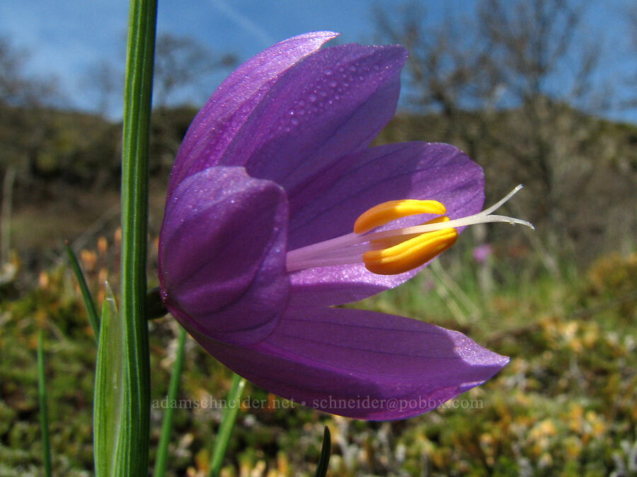 grass widow (Olsynium douglasii) [Old Highway 8, Gifford Pinchot National Forest, Klickitat County, Washington]