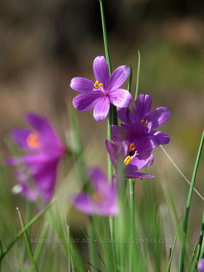 grass widows (Olsynium douglasii) [Old Highway 8, Gifford Pinchot National Forest, Klickitat County, Washington]