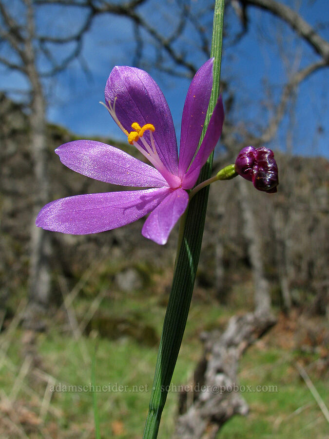 grass widow (Olsynium douglasii) [Old Highway 8, Gifford Pinchot National Forest, Klickitat County, Washington]
