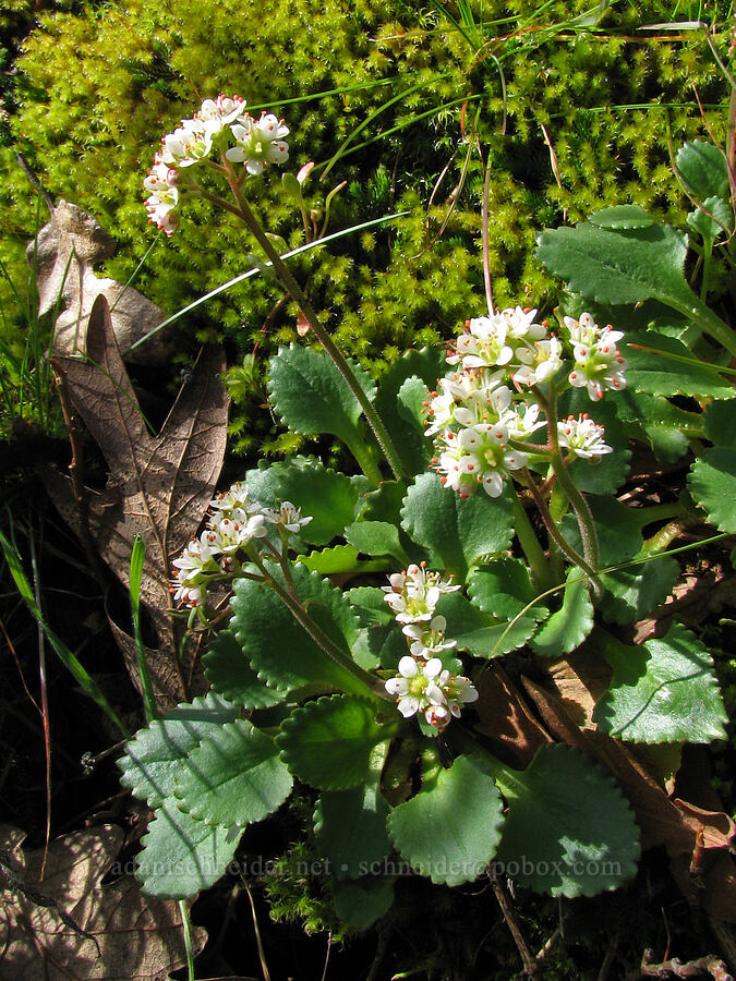 saxifrage (Micranthes sp. (Saxifraga sp.)) [Old Highway 8, Gifford Pinchot National Forest, Klickitat County, Washington]