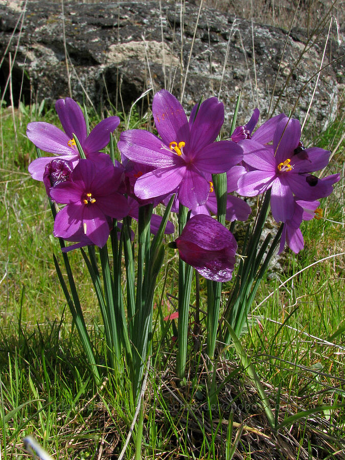 grass widows [Old Highway 8, Gifford Pinchot National Forest, Klickitat County, Washington]