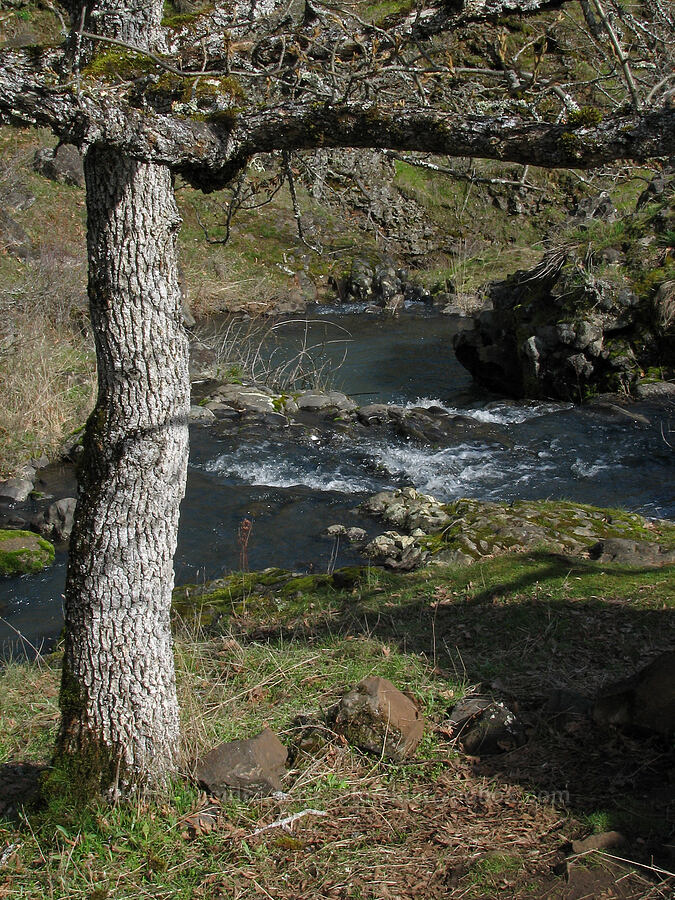 oak tree & Labyrinth Creek [The Labyrinth, Gifford Pinchot National Forest, Klickitat County, Washington]