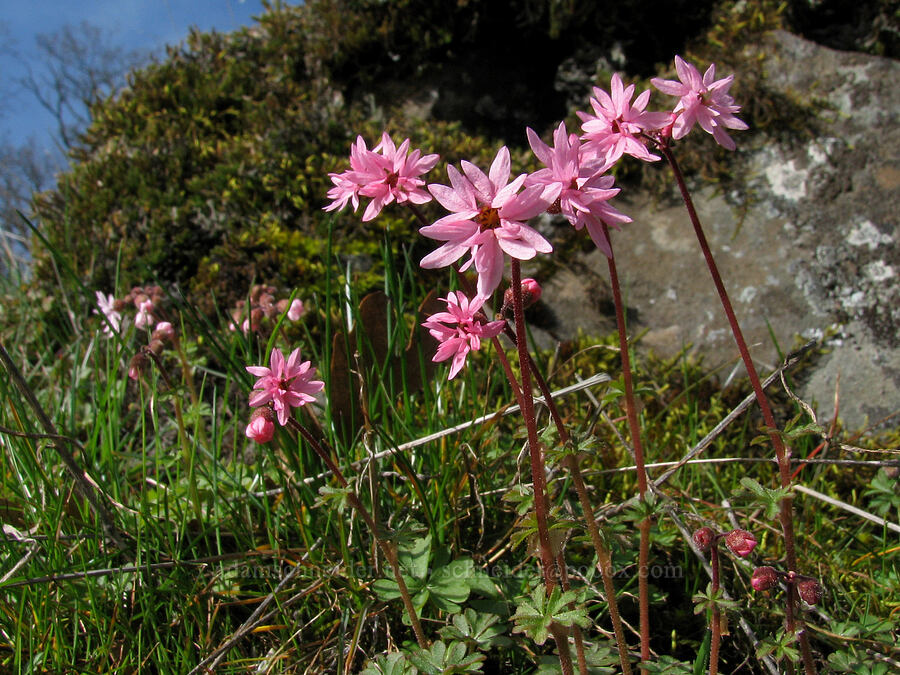 pink prairie stars (Lithophragma glabrum) [The Labyrinth, Gifford Pinchot National Forest, Klickitat County, Washington]
