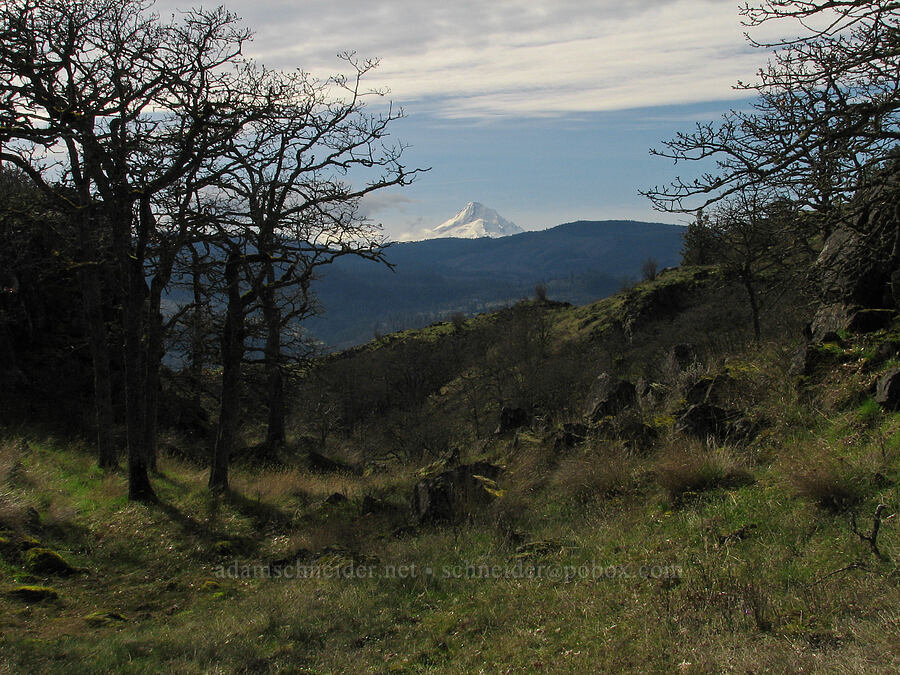 Mount Hood [The Labyrinth, Gifford Pinchot National Forest, Klickitat County, Washington]