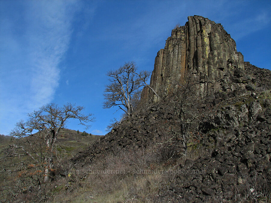 oak trees & basalt columns [The Labyrinth, Gifford Pinchot National Forest, Klickitat County, Washington]