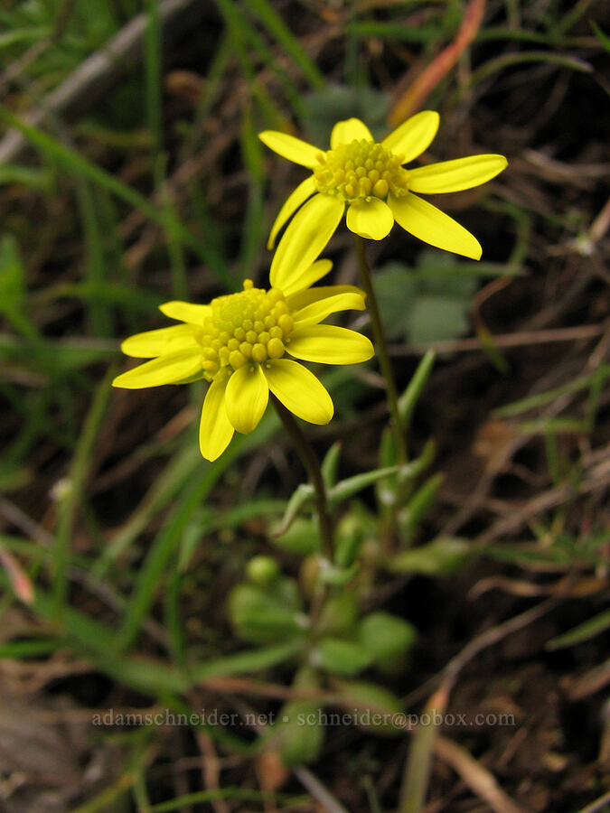 gold stars (Crocidium multicaule) [The Labyrinth, Gifford Pinchot National Forest, Klickitat County, Washington]