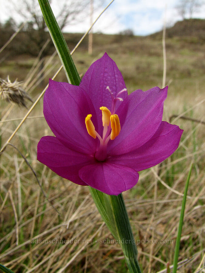 grass widow (Olsynium douglasii) [The Labyrinth, Gifford Pinchot National Forest, Klickitat County, Washington]