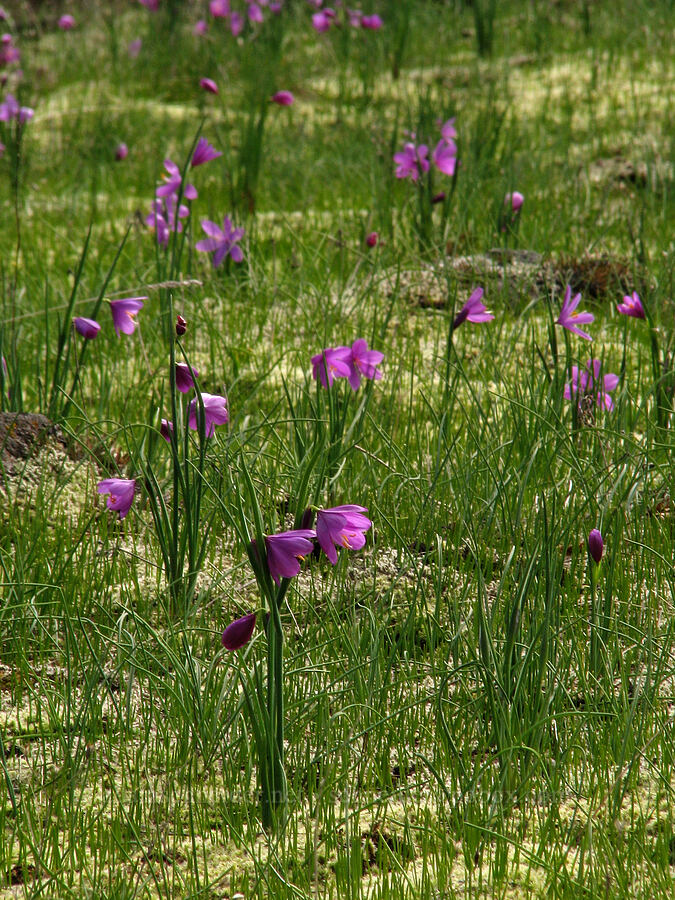 grass widows (Olsynium douglasii) [The Labyrinth, Gifford Pinchot National Forest, Klickitat County, Washington]