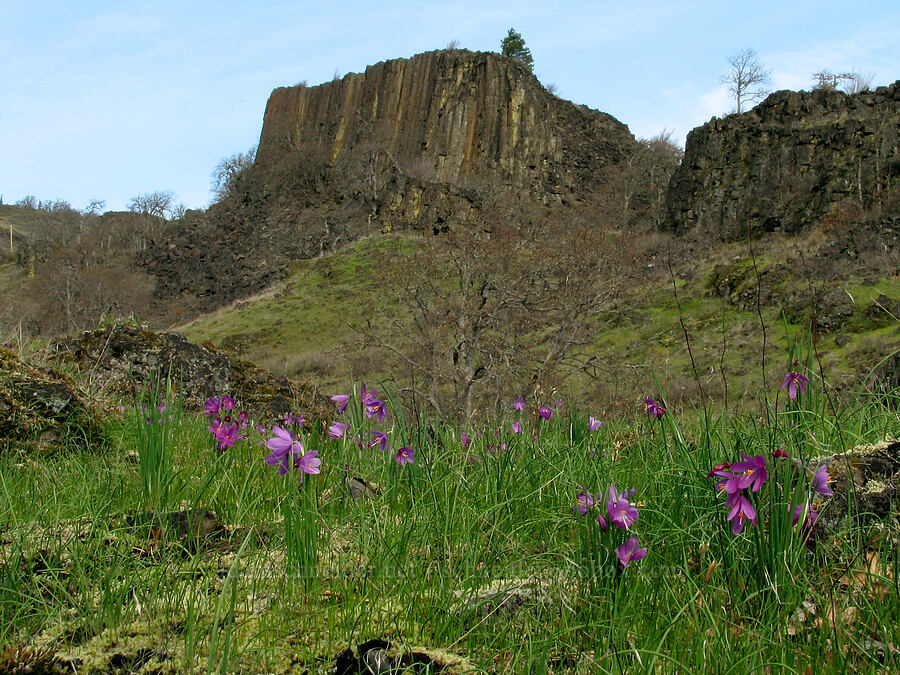 grass widows & basalt (Olsynium douglasii) [The Labyrinth, Gifford Pinchot National Forest, Klickitat County, Washington]