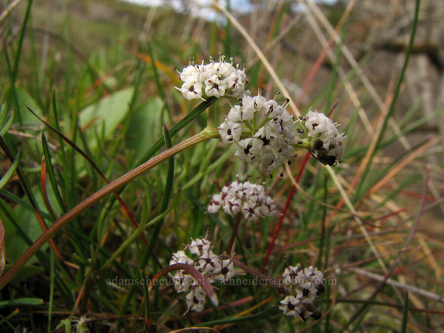 Piper's desert parsley (salt-and-pepper) (Lomatium piperi) [The Labyrinth, Gifford Pinchot National Forest, Klickitat County, Washington]